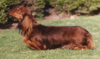 miniature long haired silver dapple dachshund